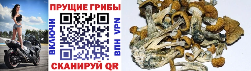 Псилоцибиновые грибы MAGIC MUSHROOMS  Хилок 